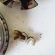 VARIATORE MOTORE KYMCO PEOPLE 125 150 2000 2003
