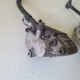 PINZA PINZE FRENO TUBO ANTERIORI YAMAHA TDM 850 1998 1999 2000 2001