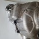 CARTER POMPA ACQUA PIAGGIO CARNABY CRUISER 300 2008 2009 2010